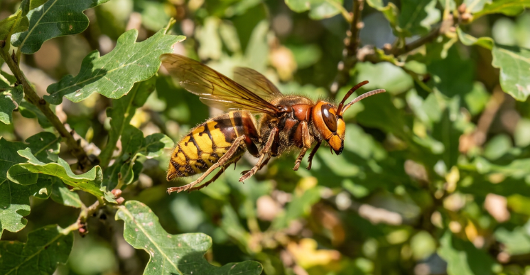 Destruction de Nids de frelon