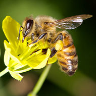 abeilles4.jpg