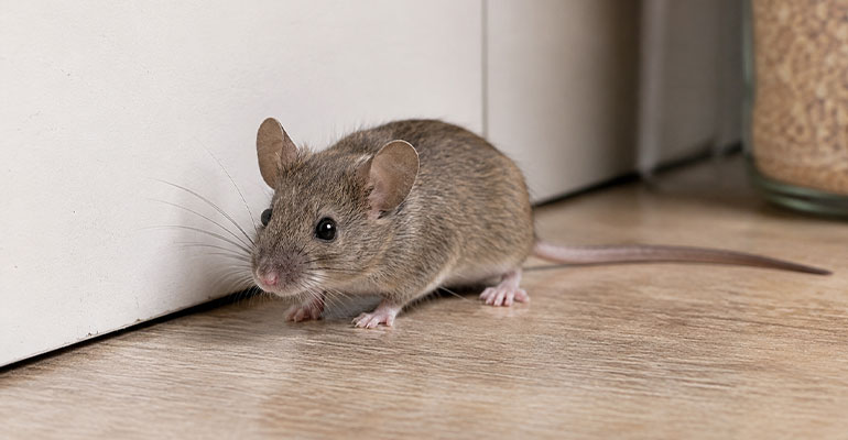 Traitement Anti-souris : intervention professionnel partout en France