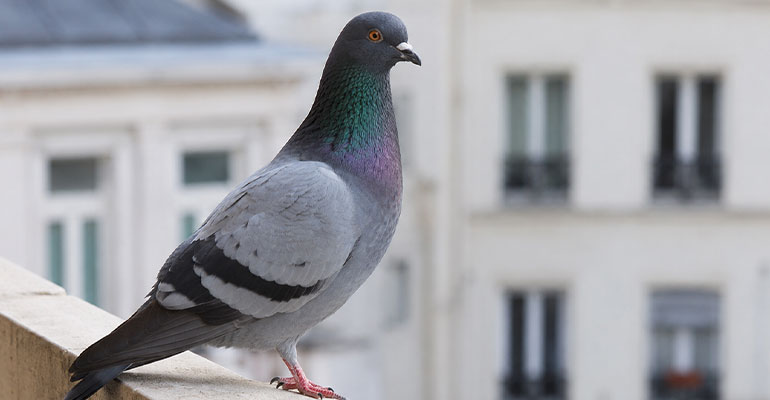 Dépigeonnage : intervention professionnelle partout en France