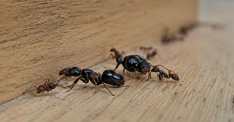 Désinsectisation fourmis : intervention professionnelle partout en France