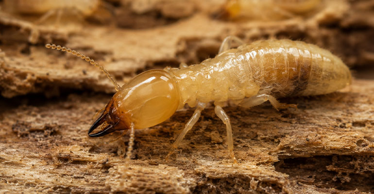 Traitement termites : intervention professionnelle partout en France