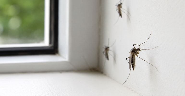 Désinsectisation moustiques : intervention professionnelle partout en France