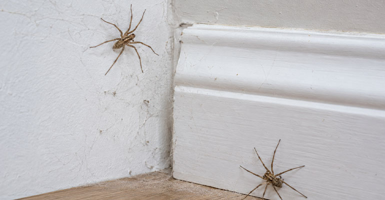 Désinsectisation araignées : intervention professionnelle partout en France