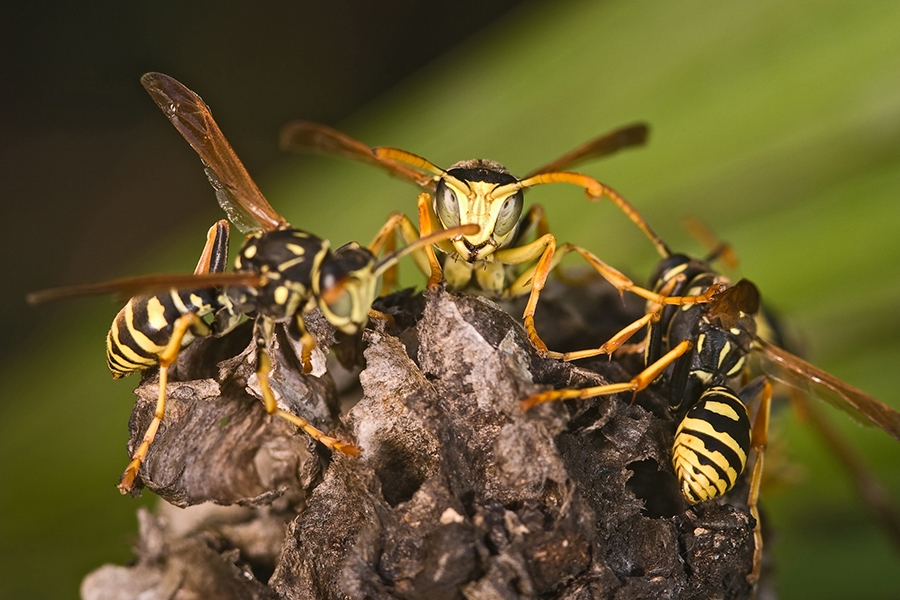 Destruction de nid de guêpes à Boen-Loire
