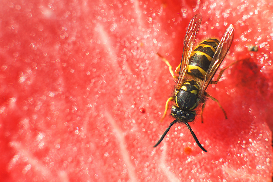 Destruction de nid de guêpes à Bonson-Loire