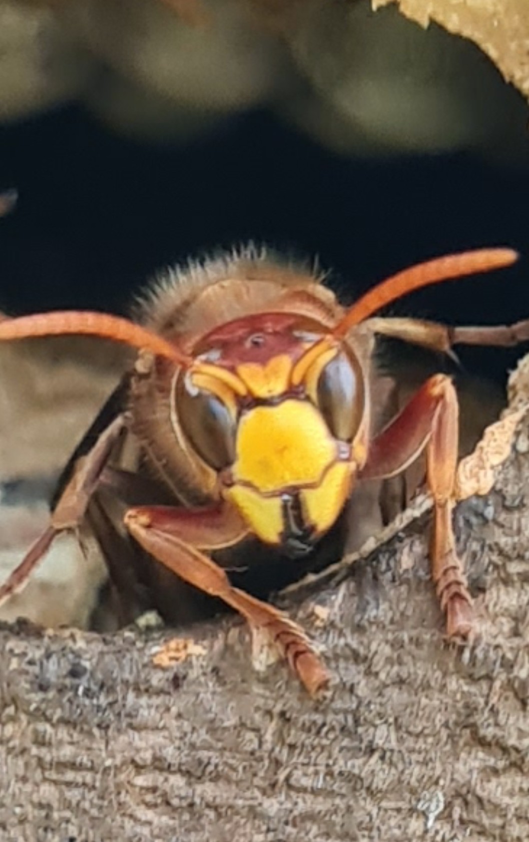 Destruction de nid de guêpes par Sébastien