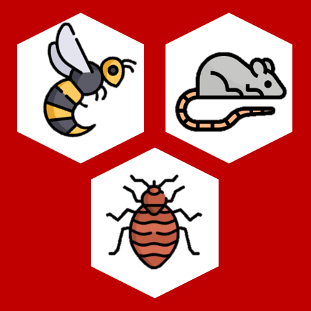 destruction de nid de guêpes dans le departement Morbihan Thibault